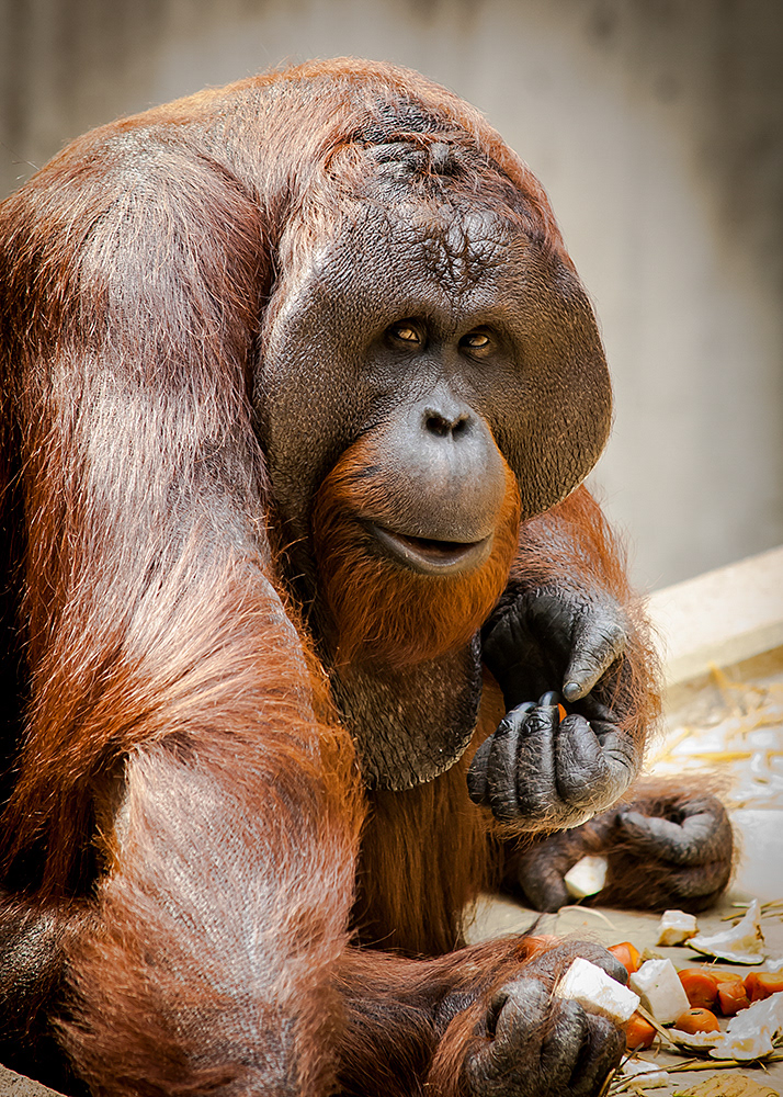 Orang Utan