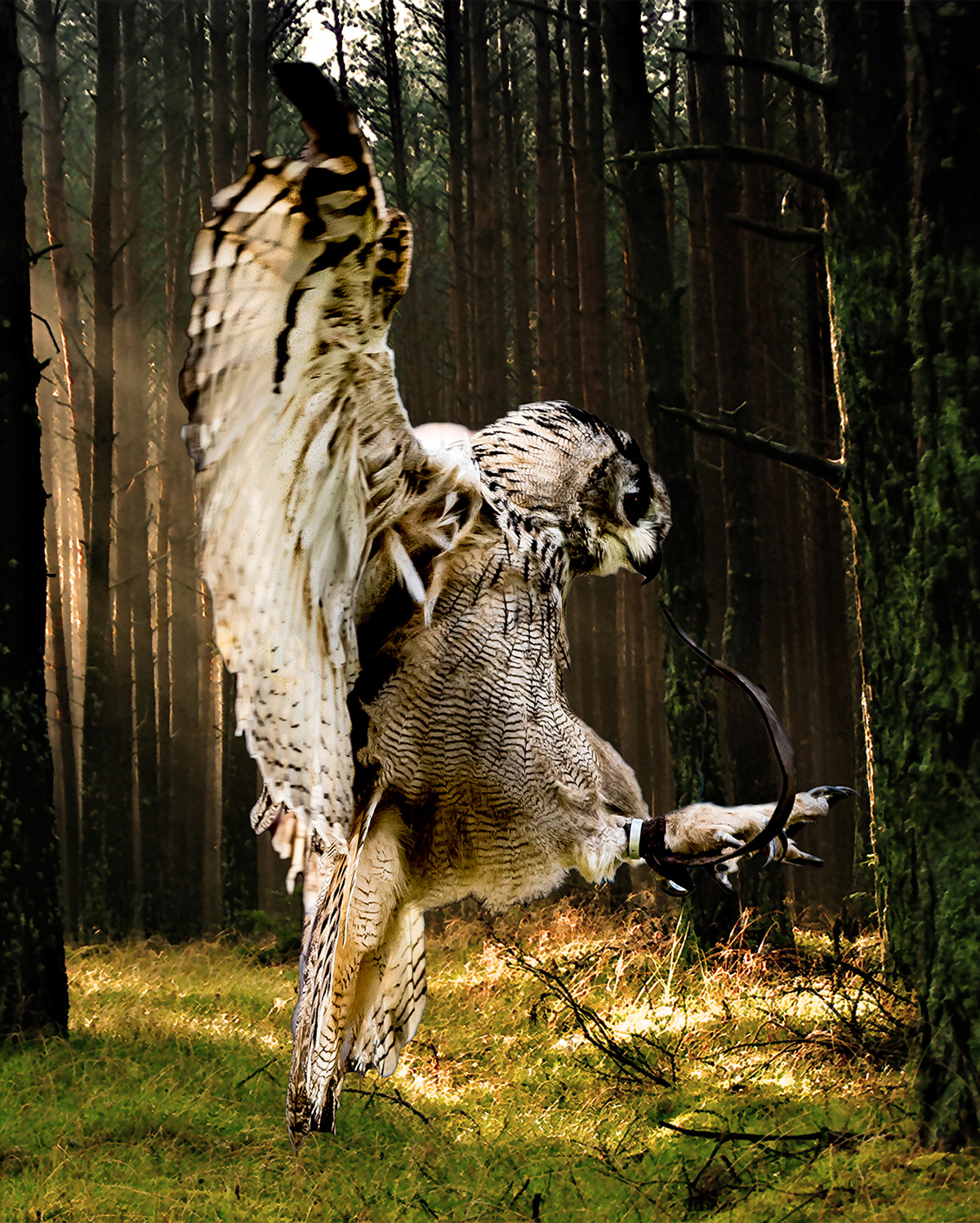 Landeanflug
