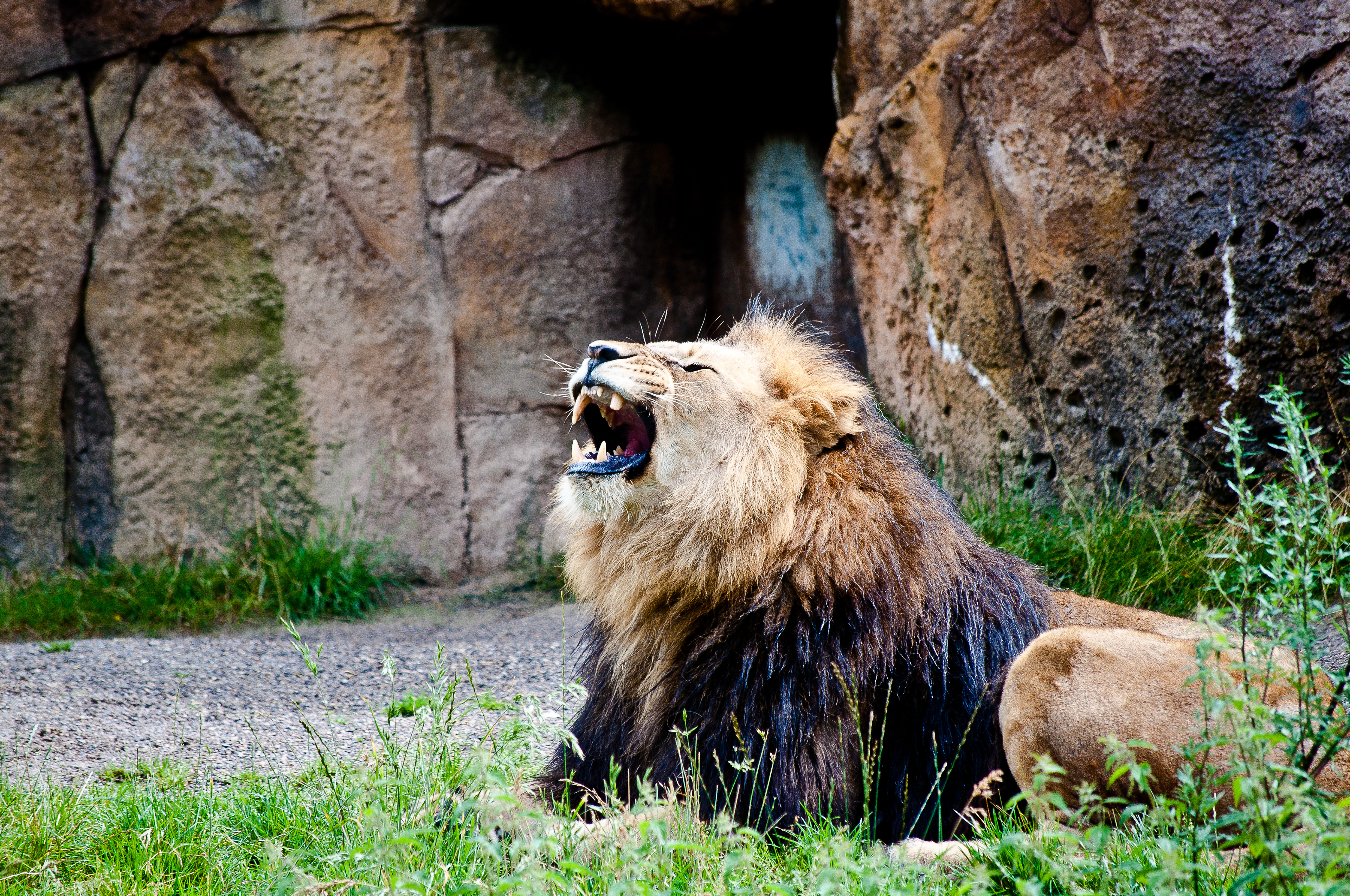 Lion King