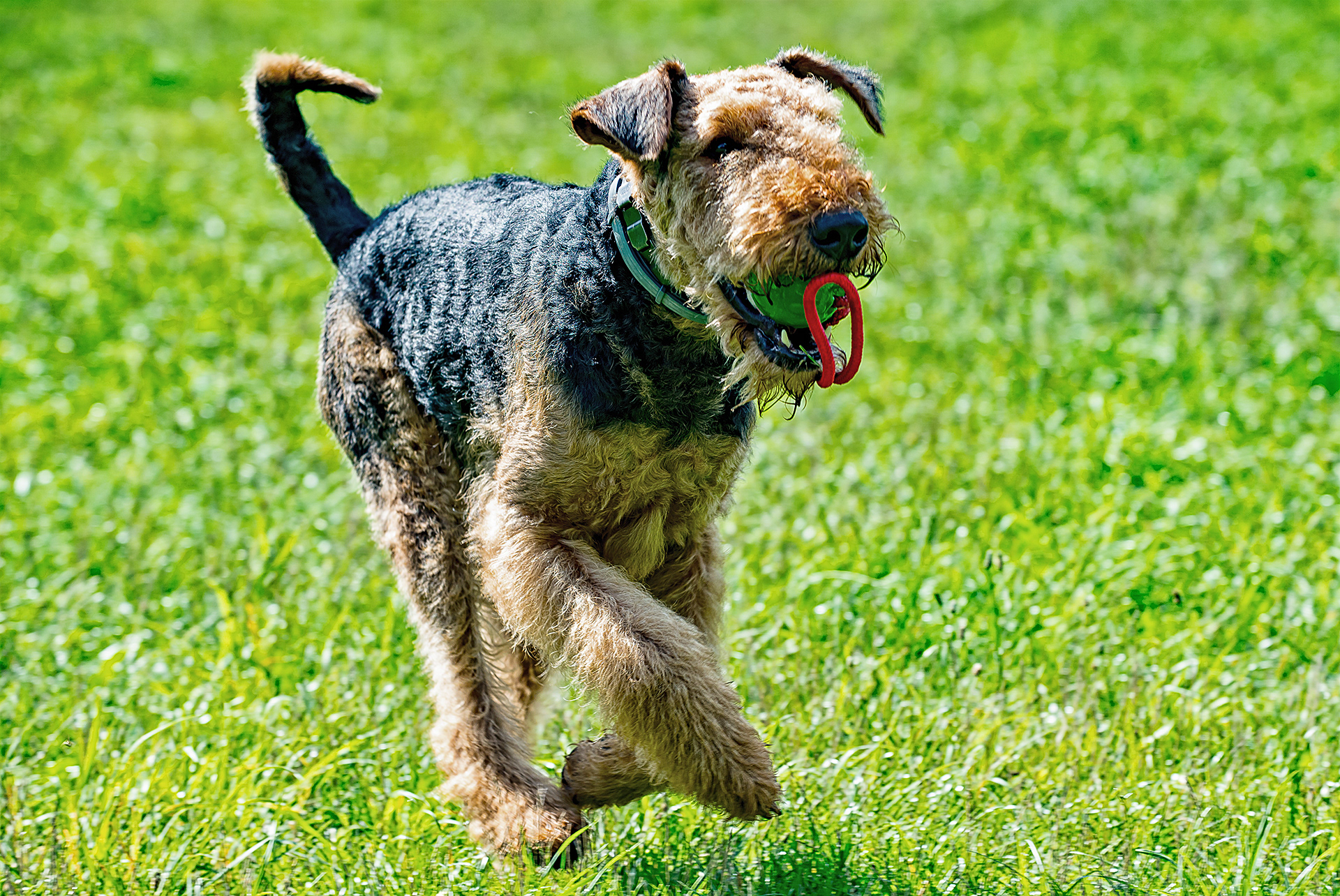 Hab den Ball