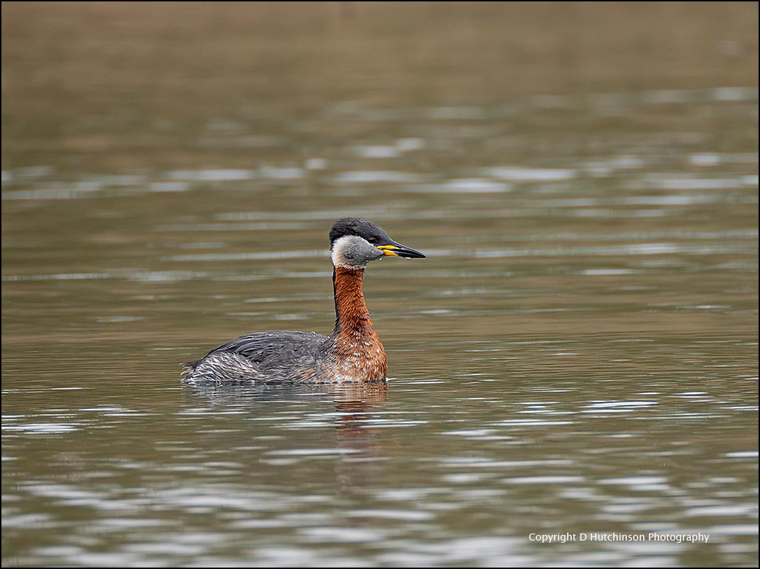 Red-necked Grebe