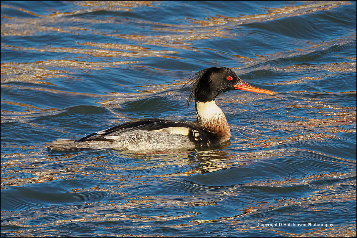 Red-breaster Merganser
