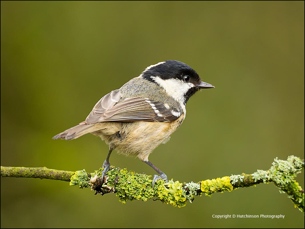 Coal Tit