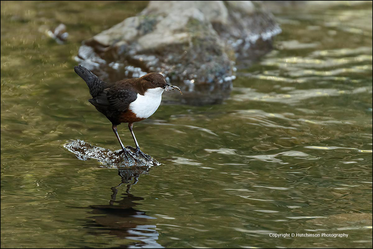 Dipper