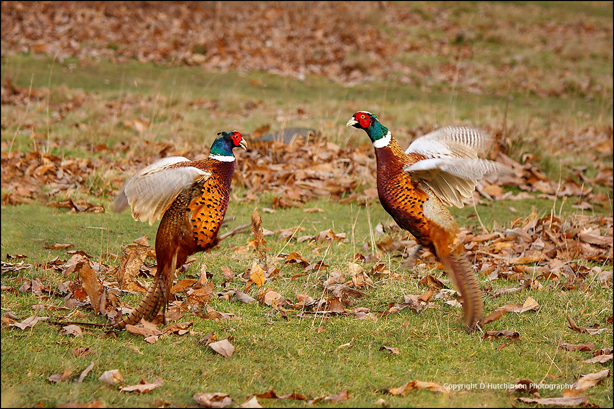 Pheasants Fighting