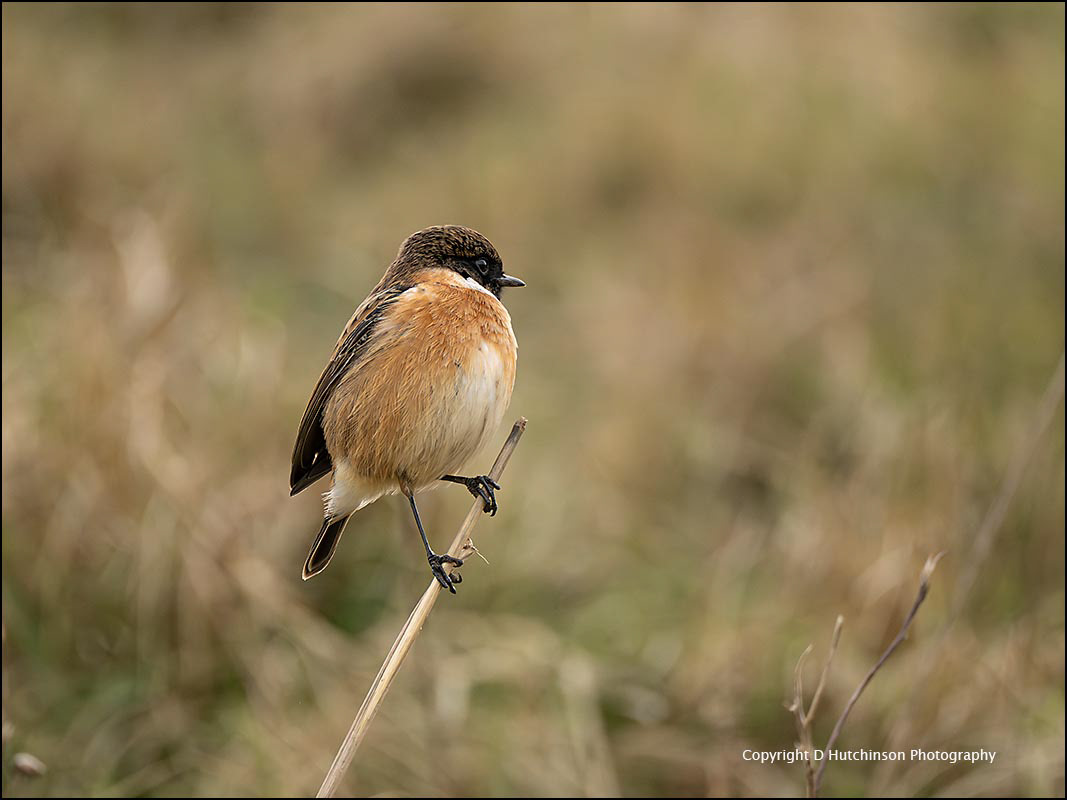 Stonechat