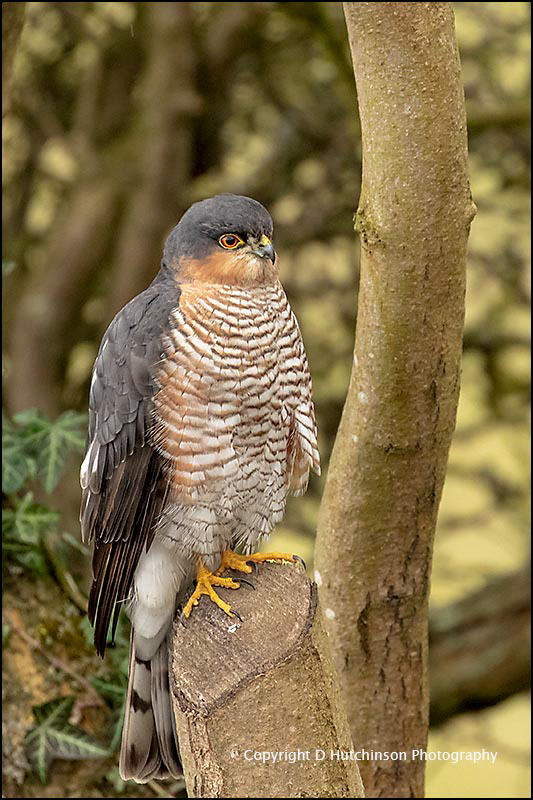 Sparrow Hawk