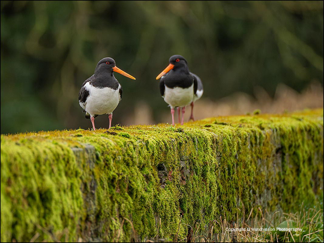 Oystercatcher