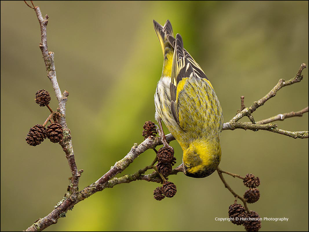 Siskin
