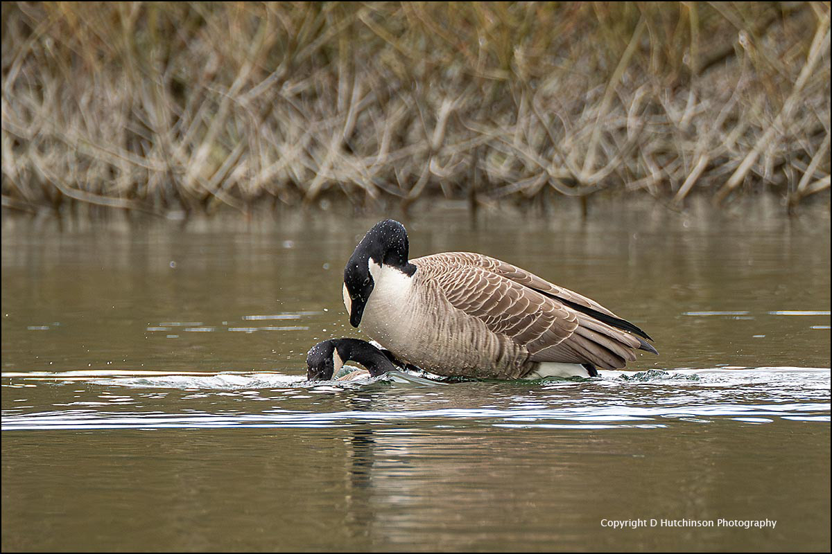 Canada Geese