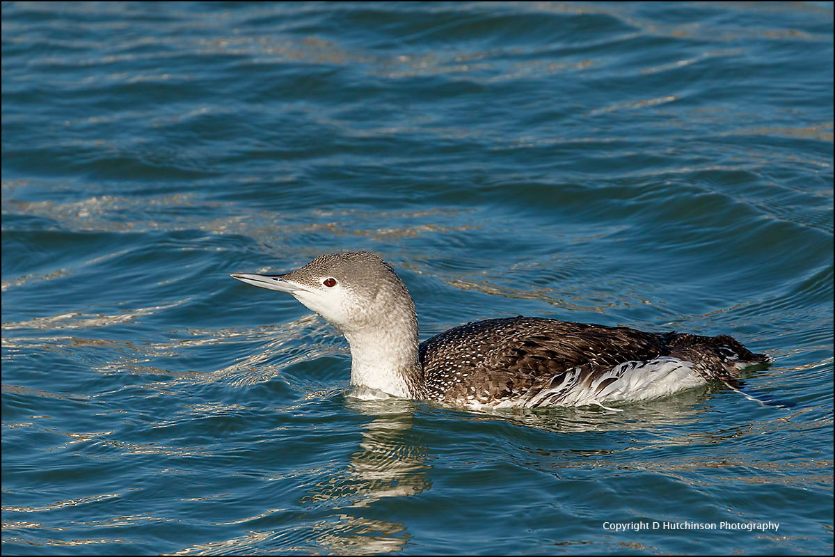 Red-throated Diver