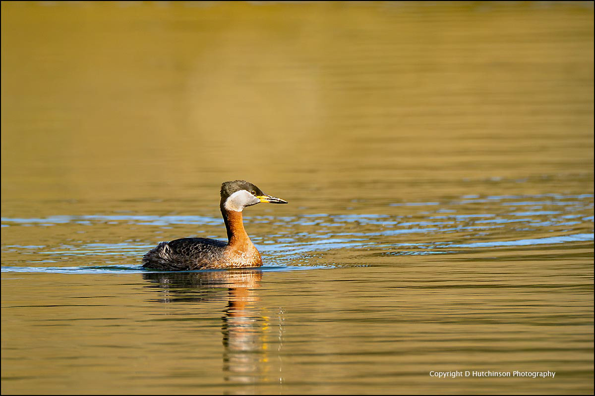 Red-necked Grebe