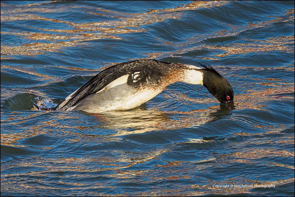 Red-breaster Merganser