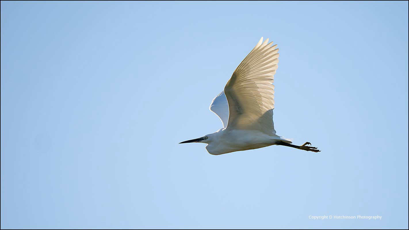 Little Egret