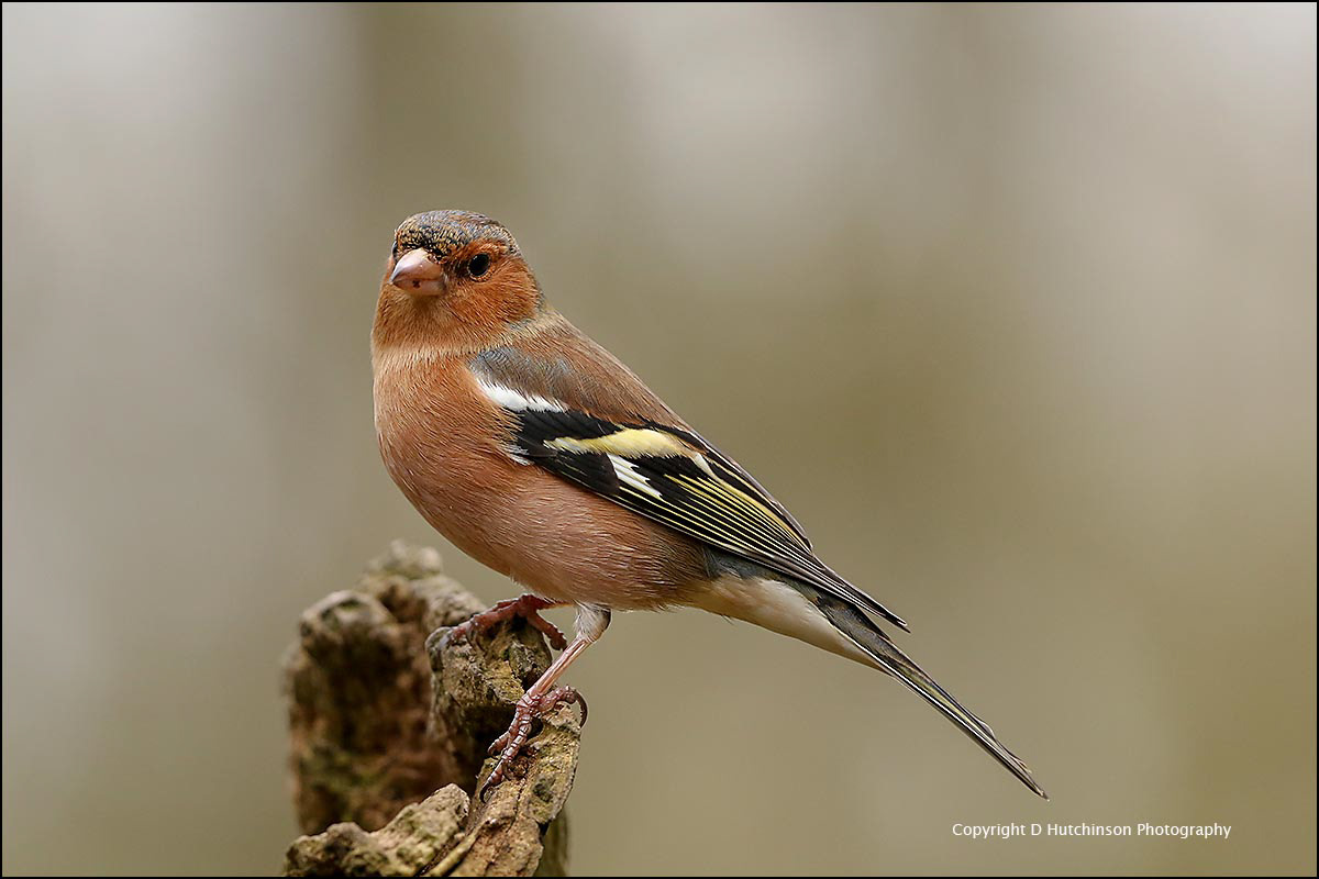 Chaffinch
