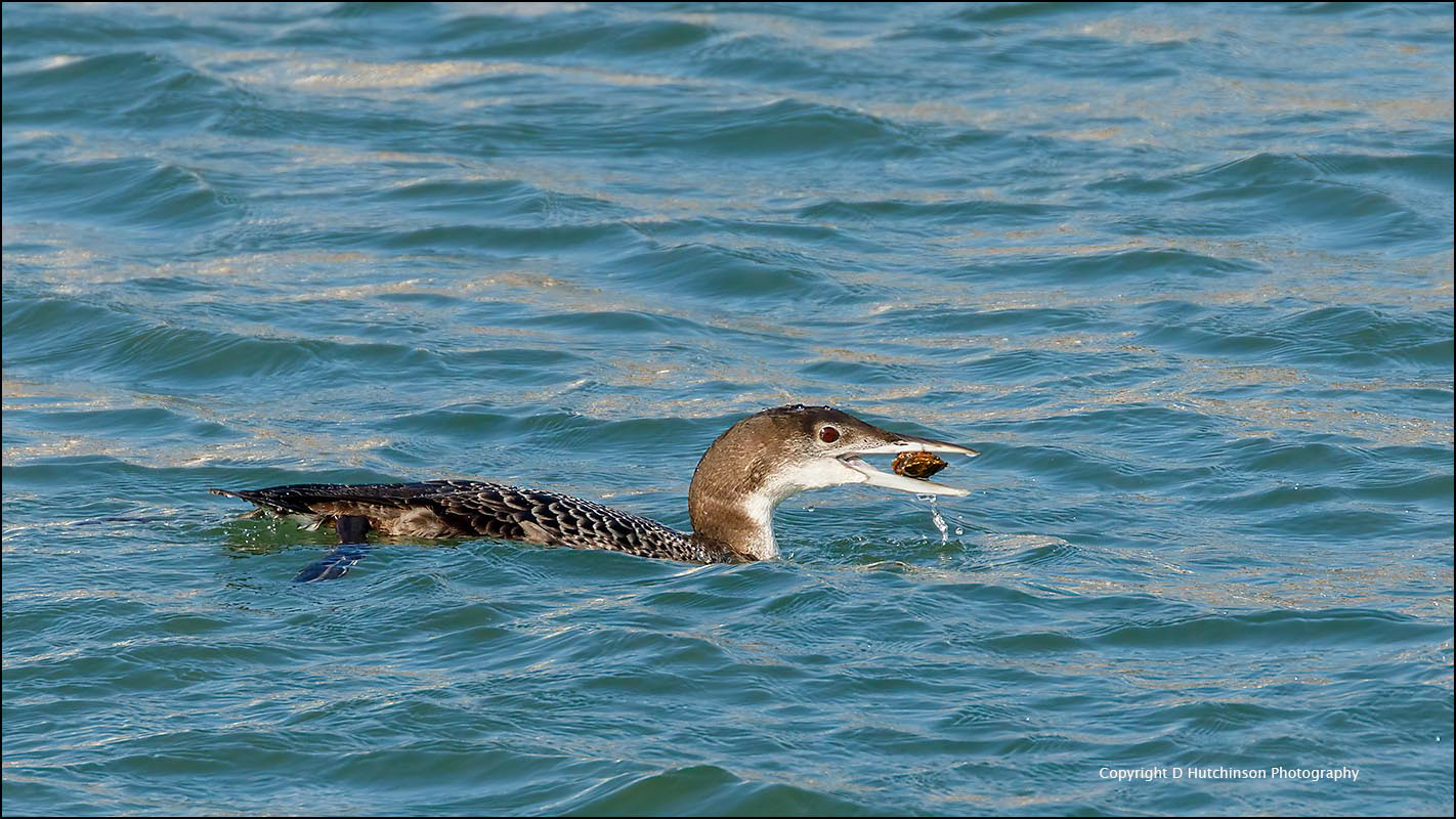 Great Northern Diver