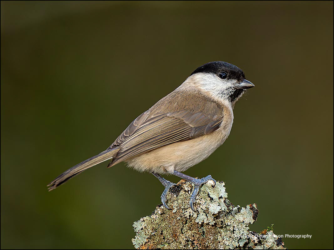 Willow Tit