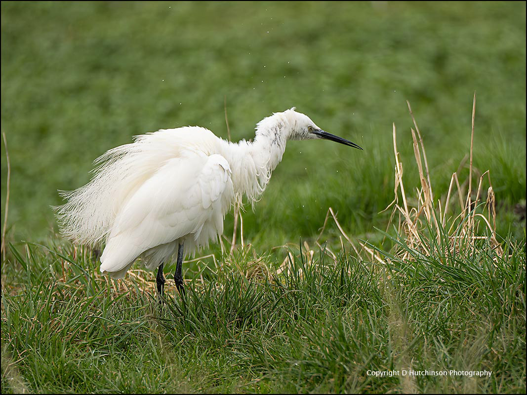 Little Egret