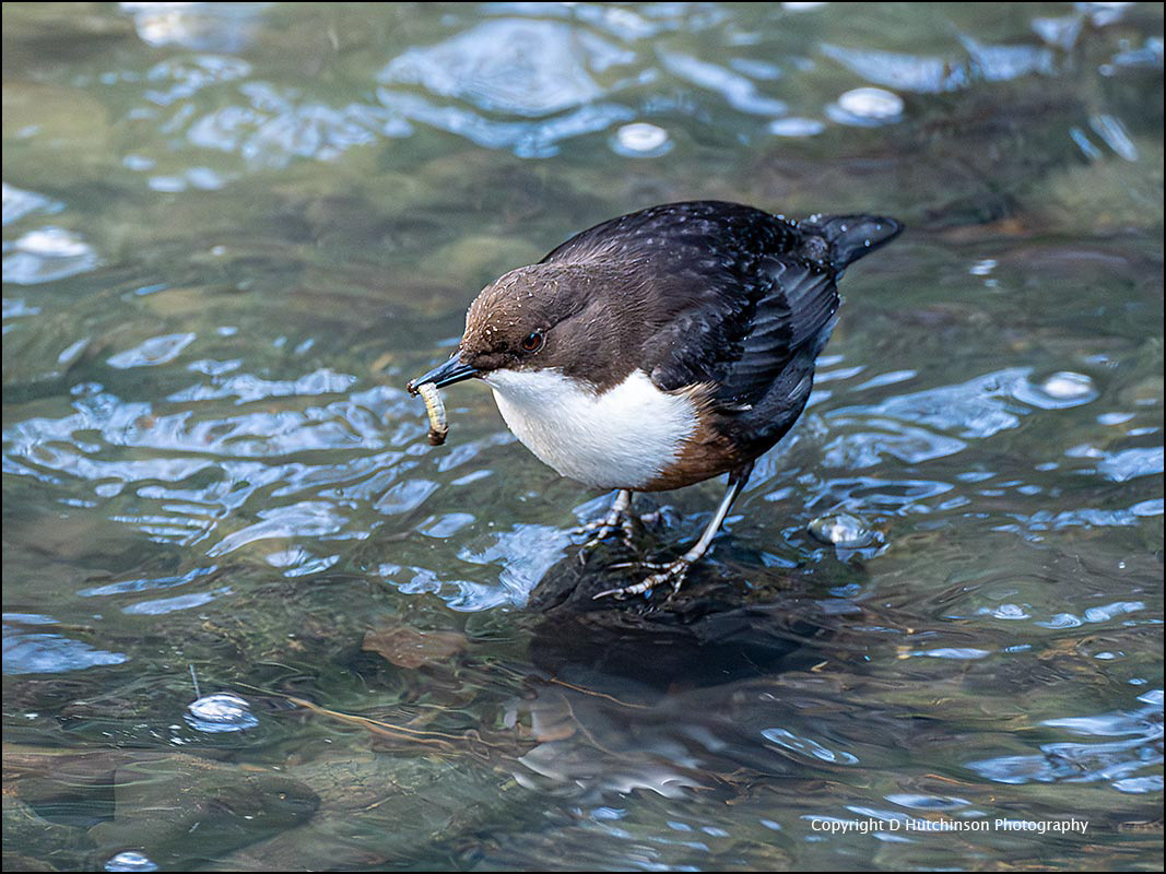 Dipper