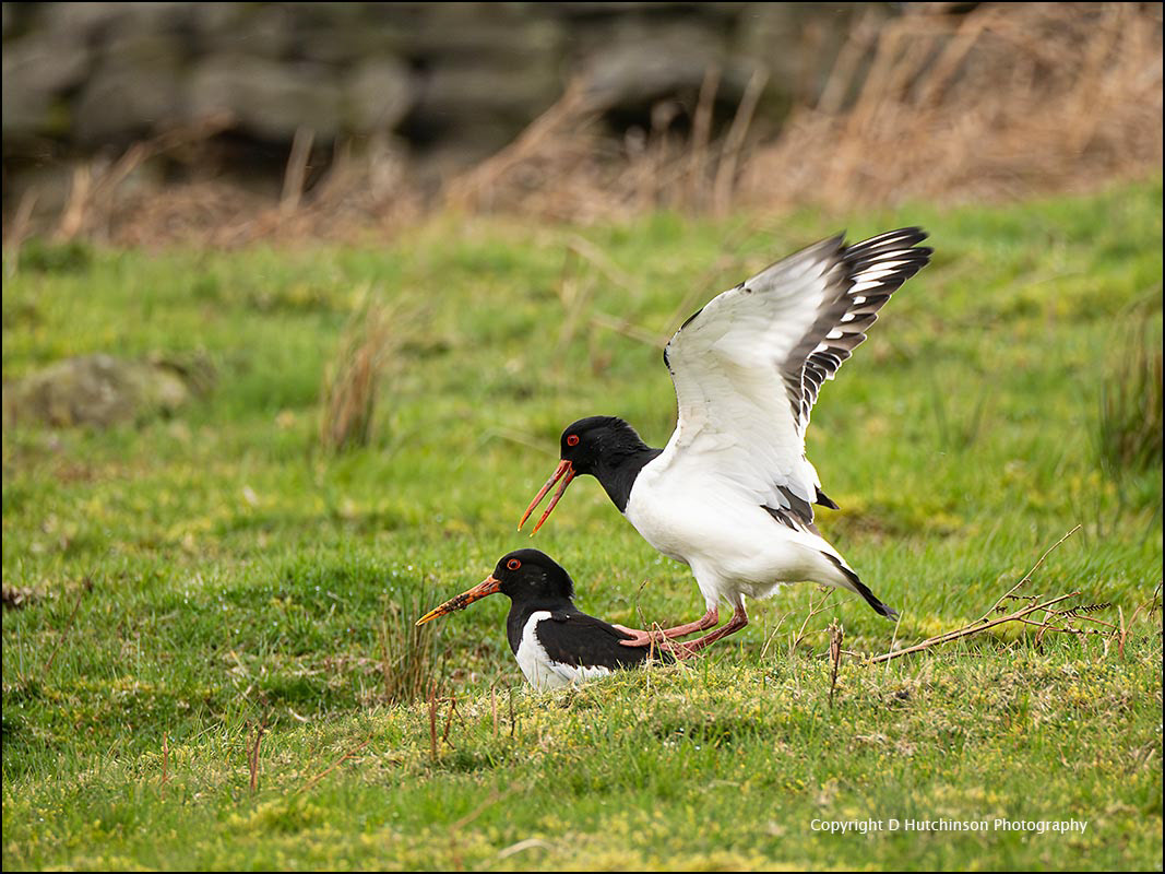Oystercatchers