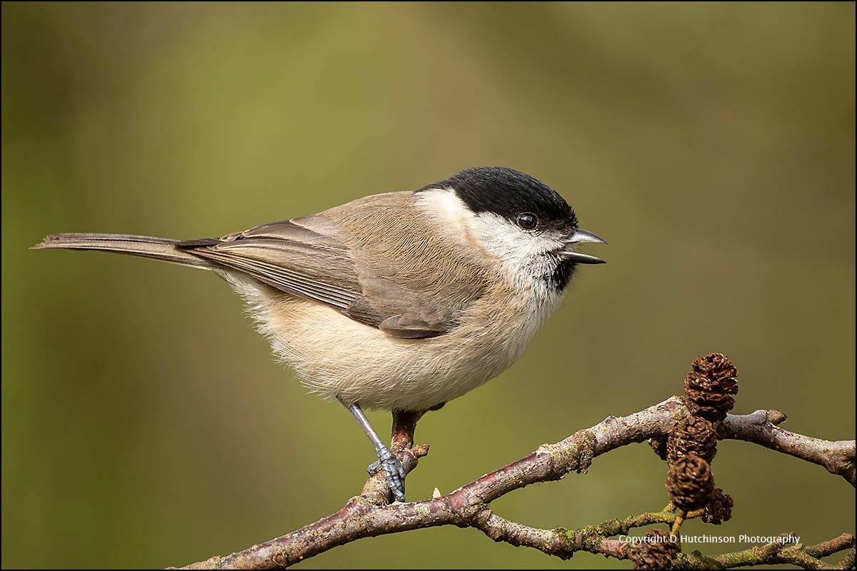 Marsh Tit