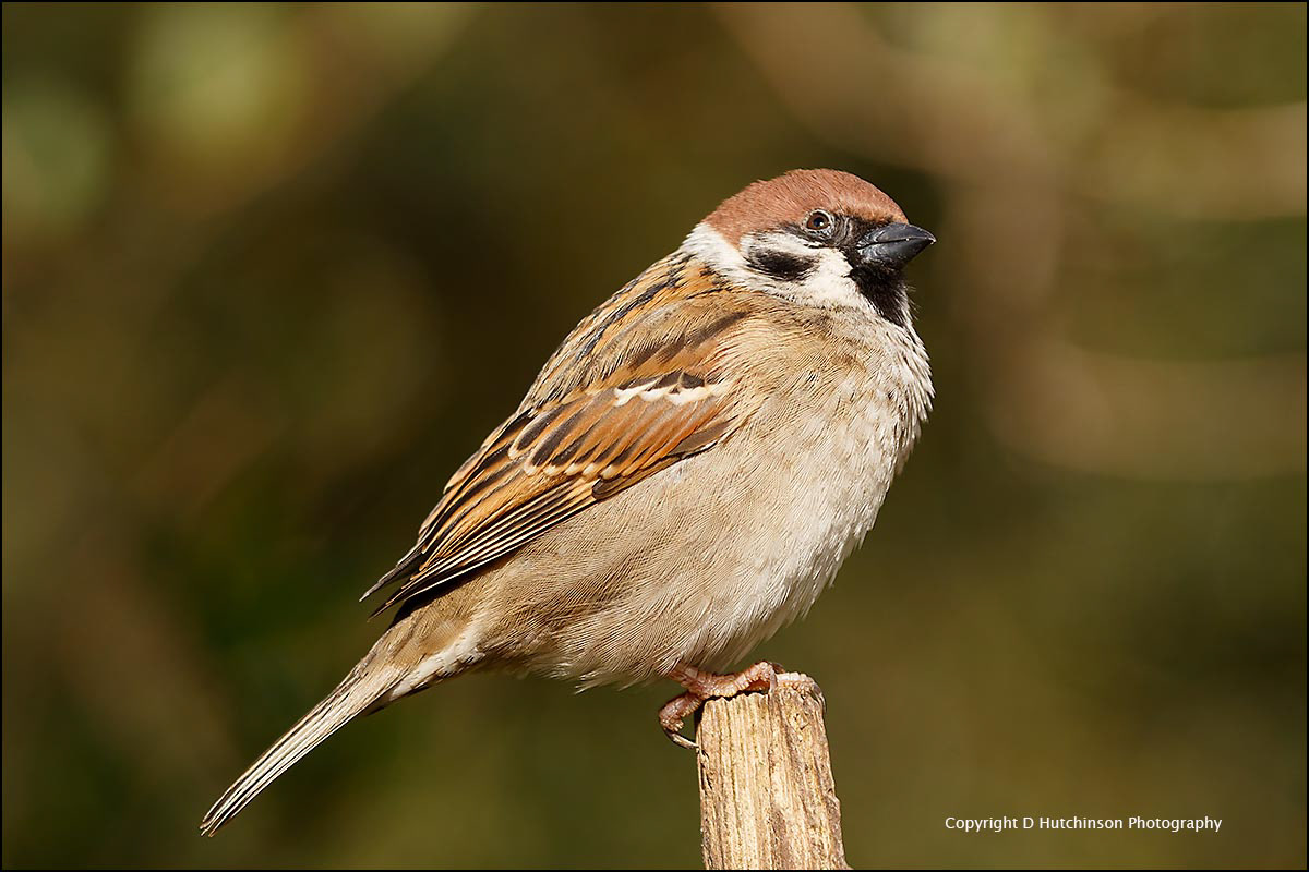 Tree Sparrow