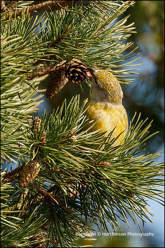 Crossbill