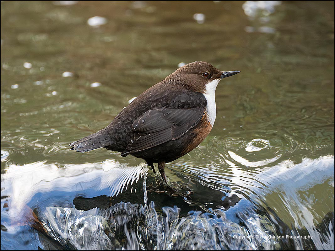 Dipper