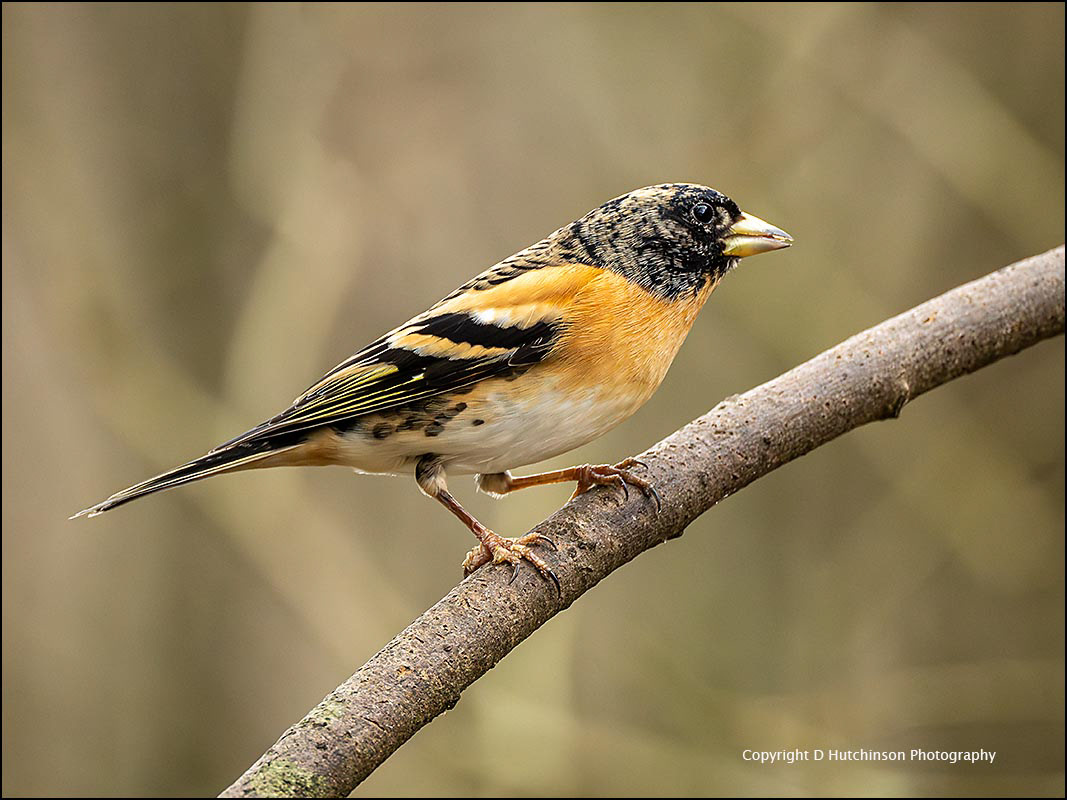 Brambling