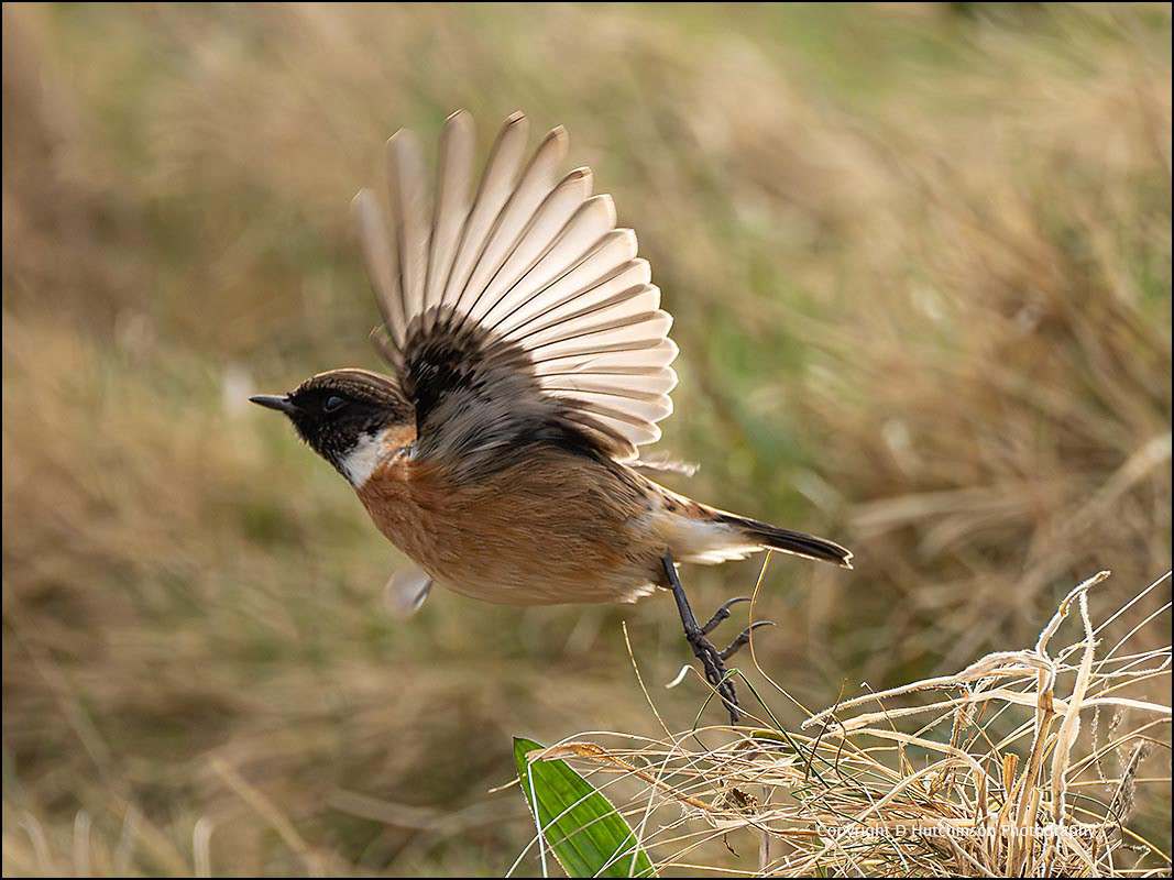 Stonechat