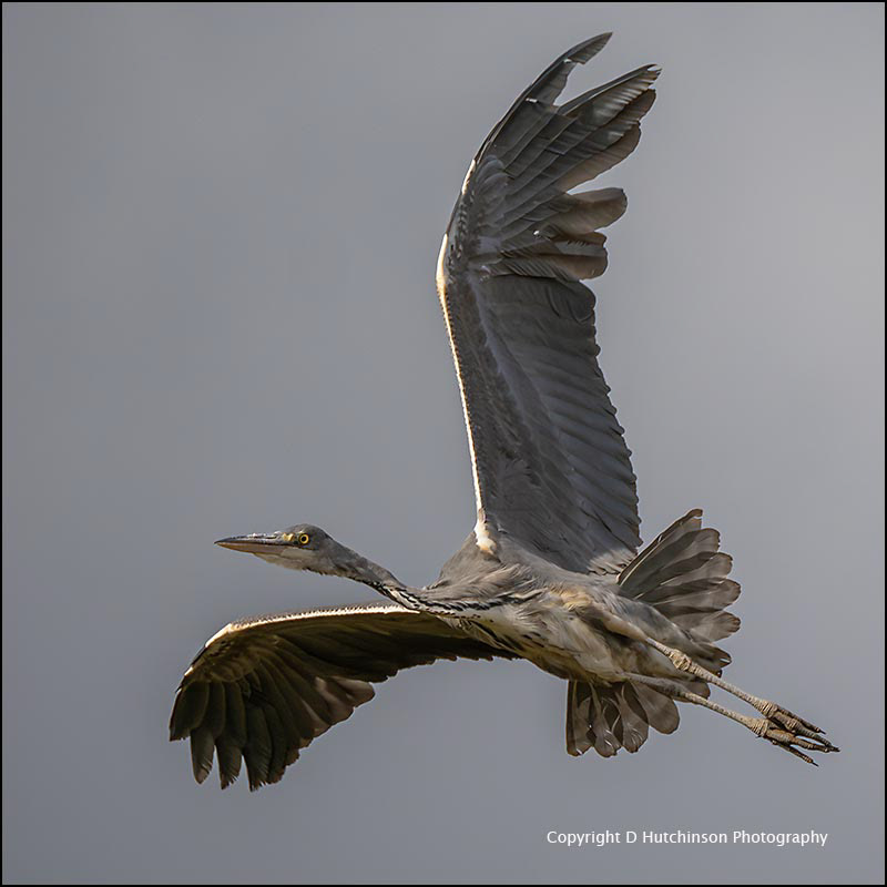 Grey Heron