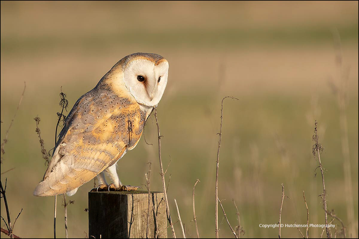 Barn Owl