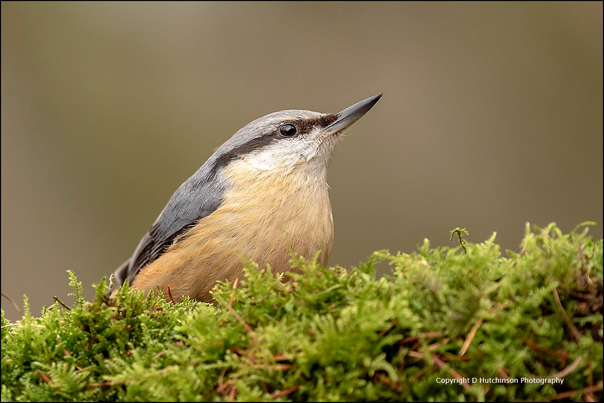 Nuthatch