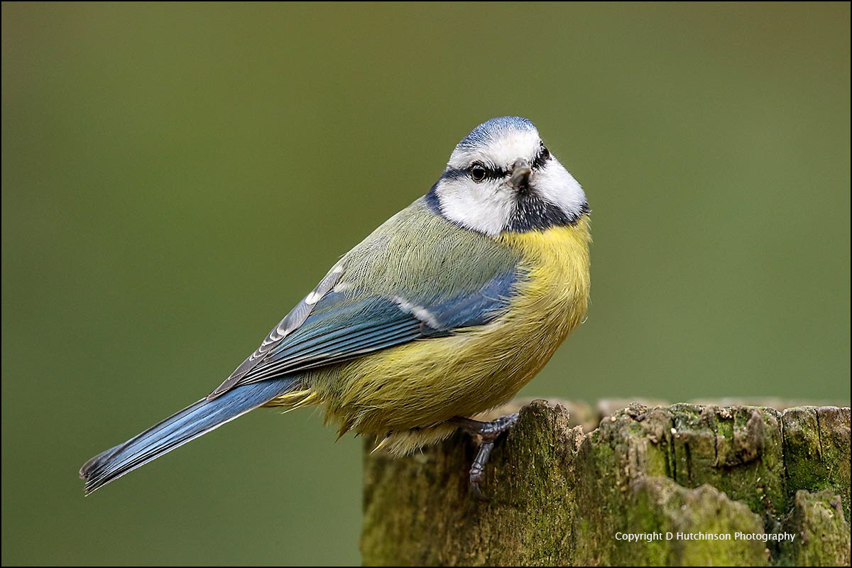 Blue Tit