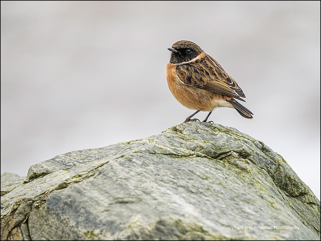 Stonechat