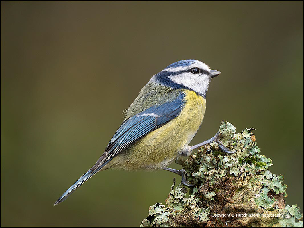 Blue Tit