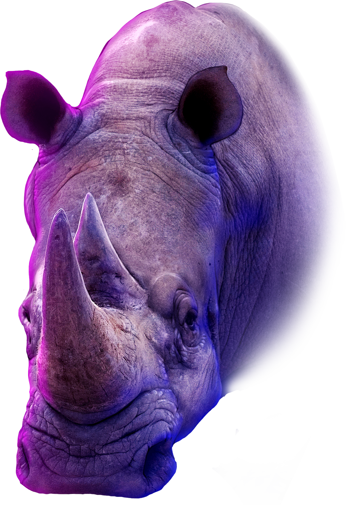 Rhino Profile Paint Over