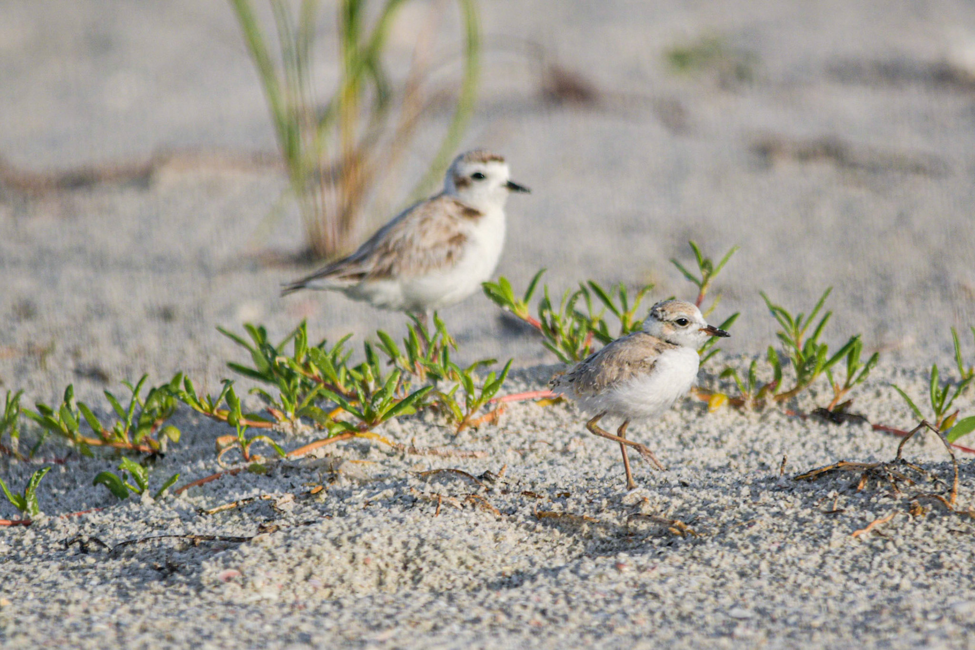 Snowy Plover Dad with one Chick on Lido beach, 2020