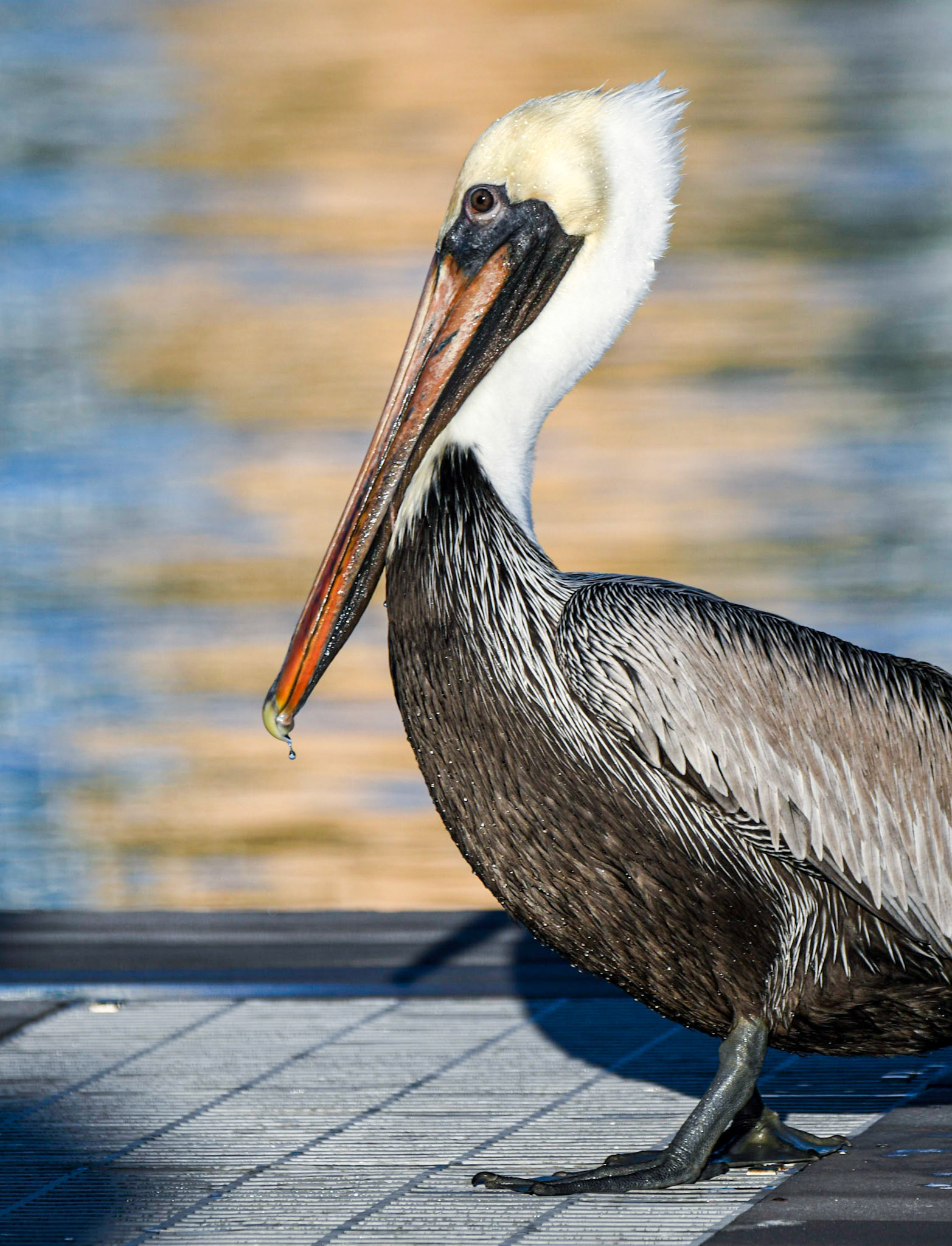 Brown pelican