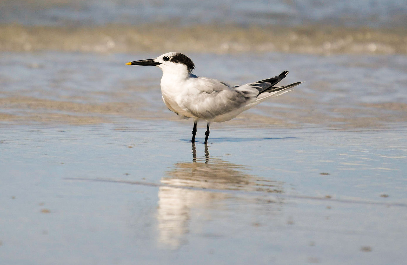 Sandwich Tern