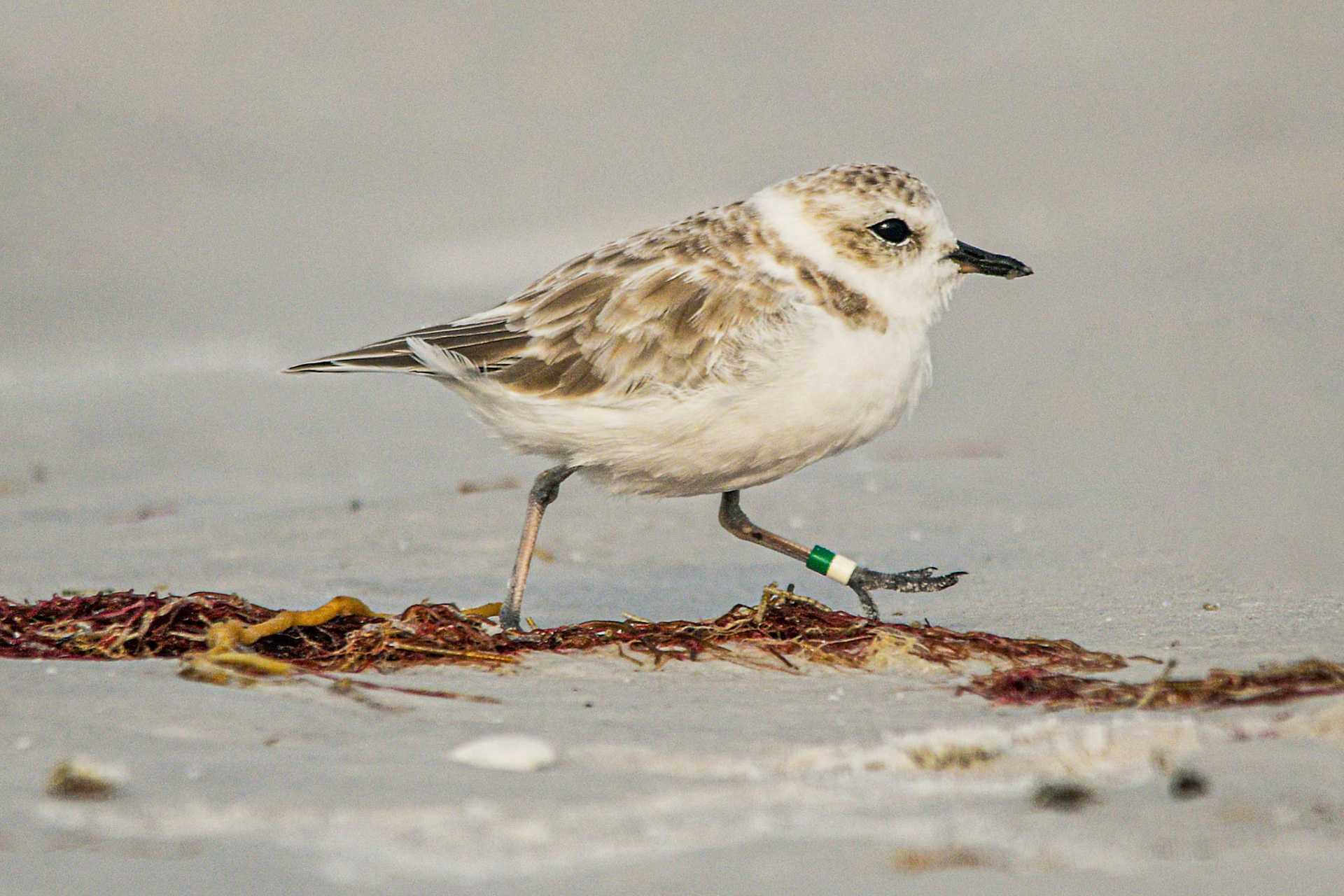Ms. Sanibel the snowy plover