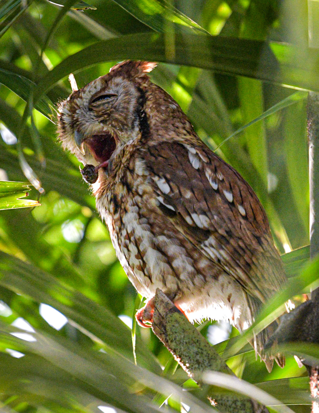 Eastern screech owl