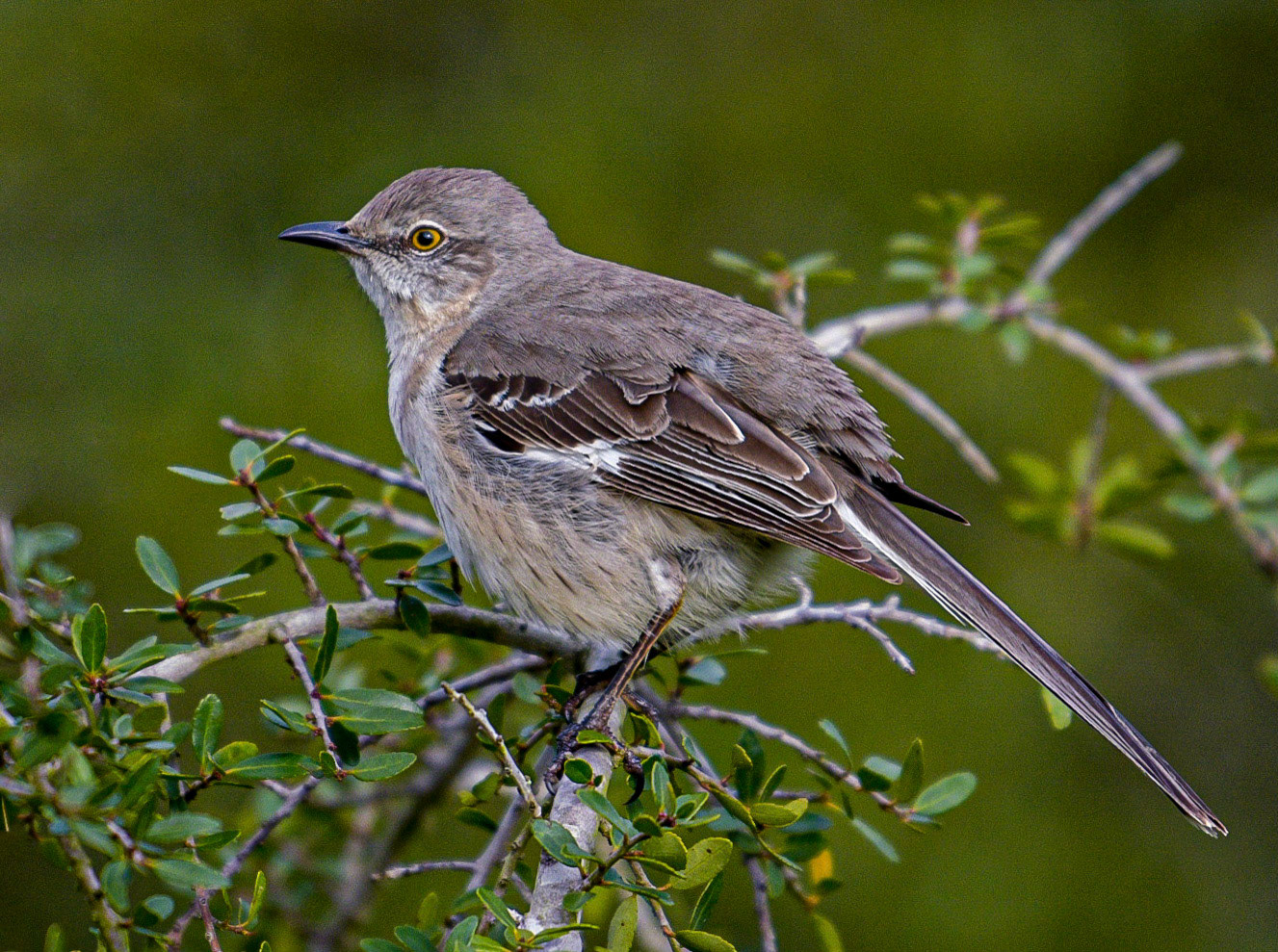 Northern mockingbird