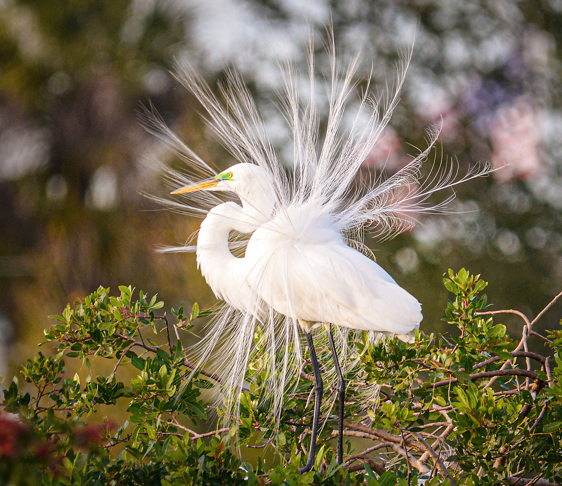 Great Egret