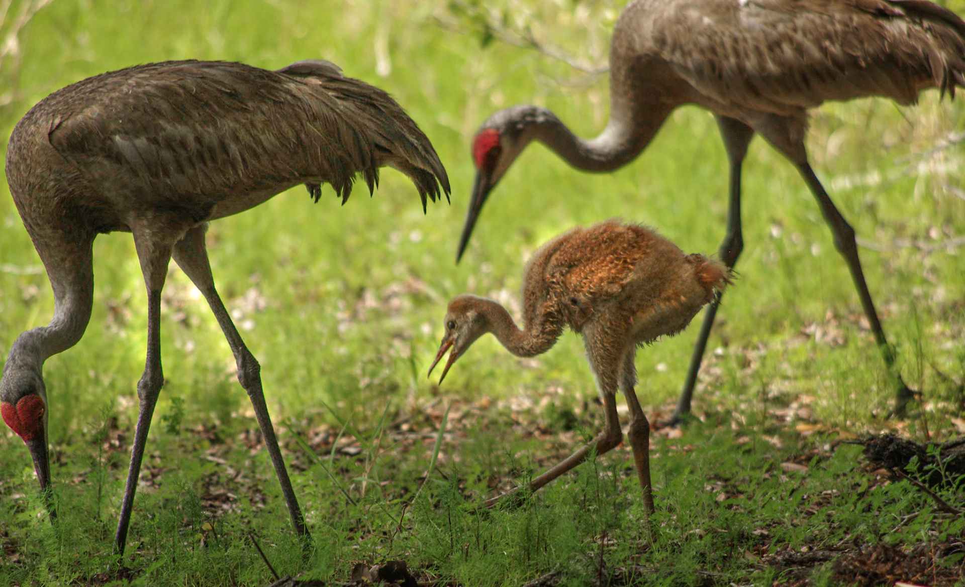 Sandhill Crane