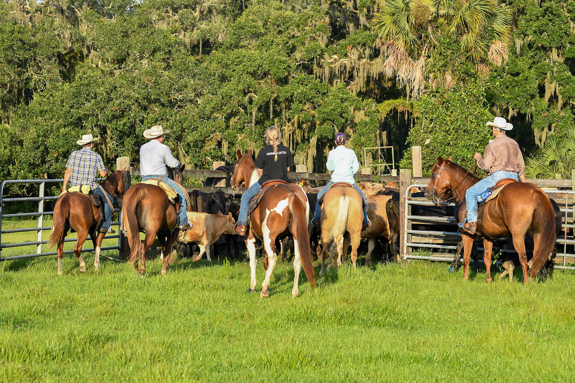 Triangle Ranch