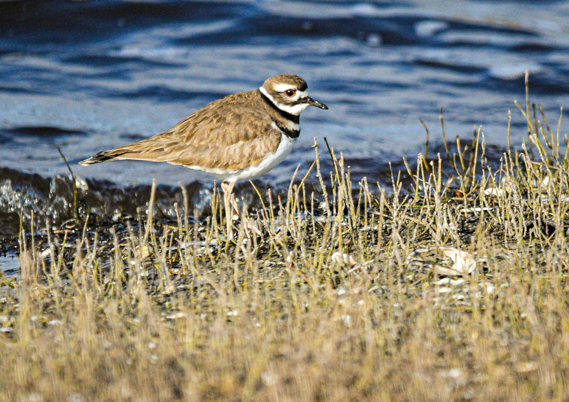 Killdeer