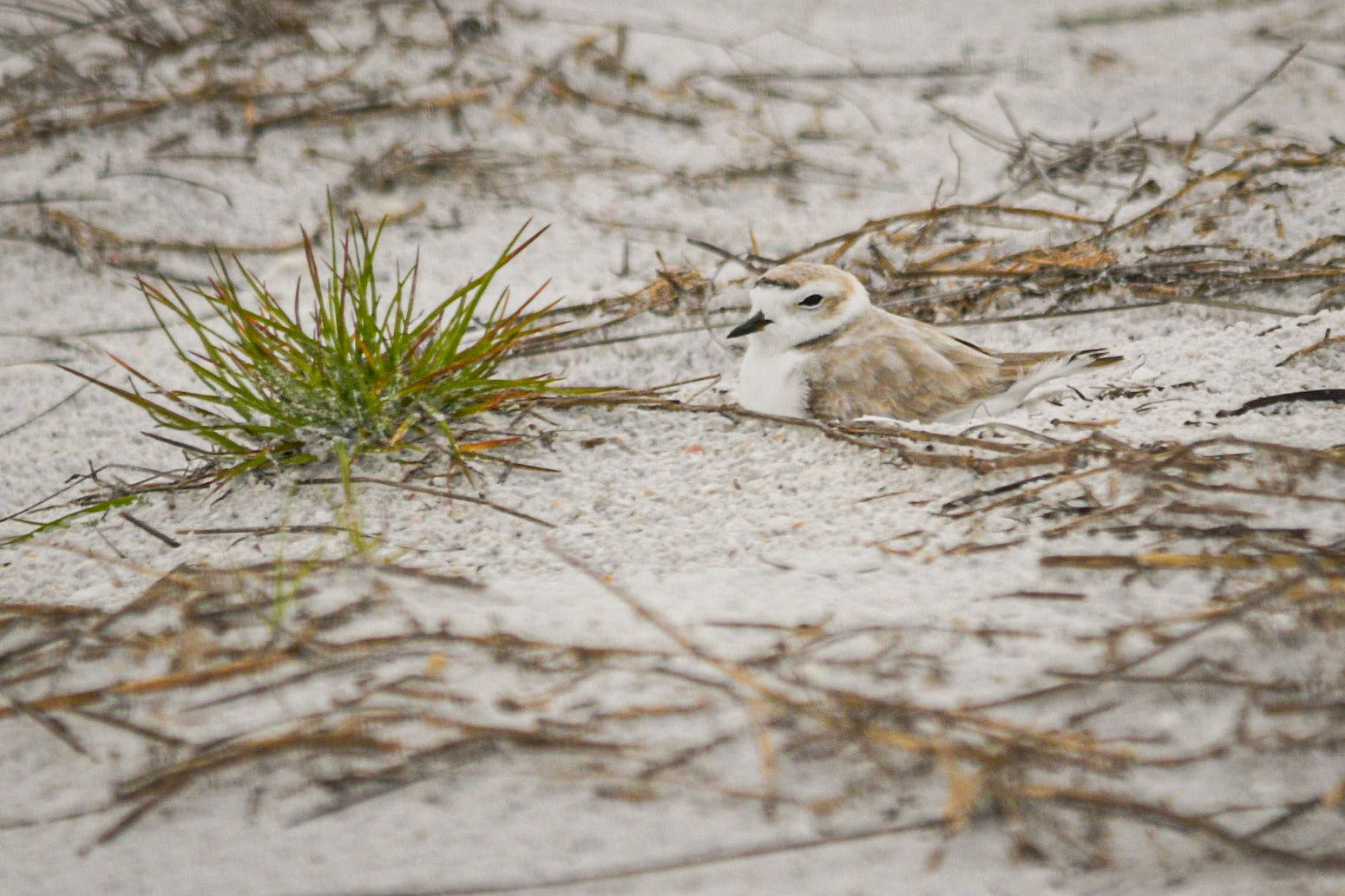 Snowy Plover nesting on Siesta Beach, 4/11/21