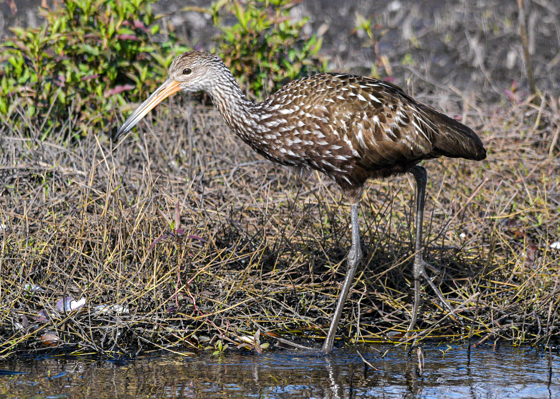 Limpkin