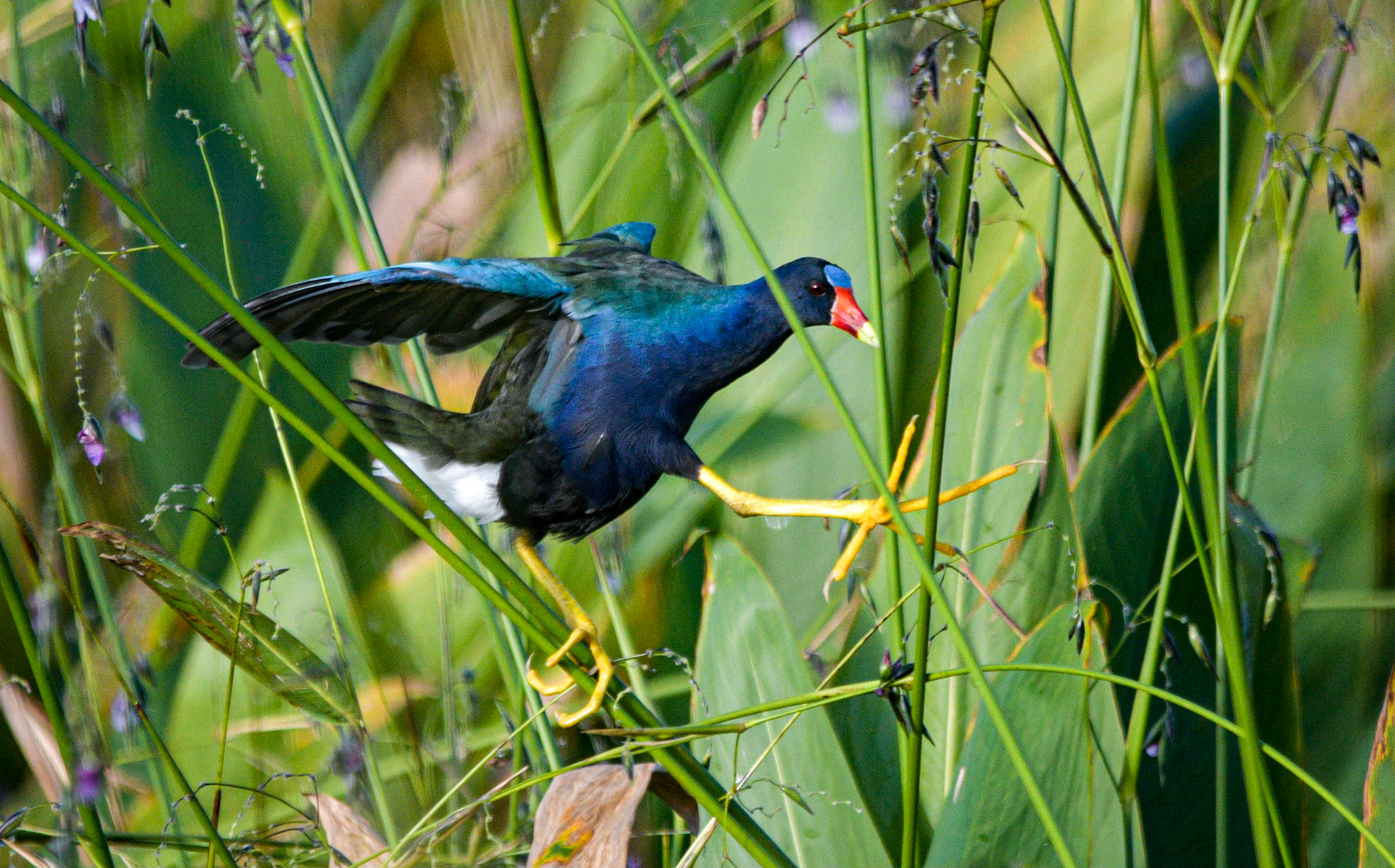 Common gallinule
